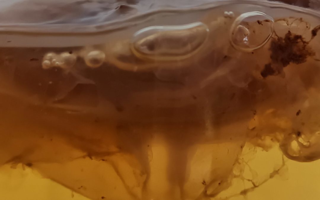 Innovations in Biodesign and Sustainability: Patented Zero-Waste Biomaterials from Organic Waste and Single-Cell Organisms