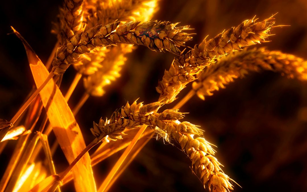 Green Value Chain and VET-Driven Innovation at Hako Meat Processing